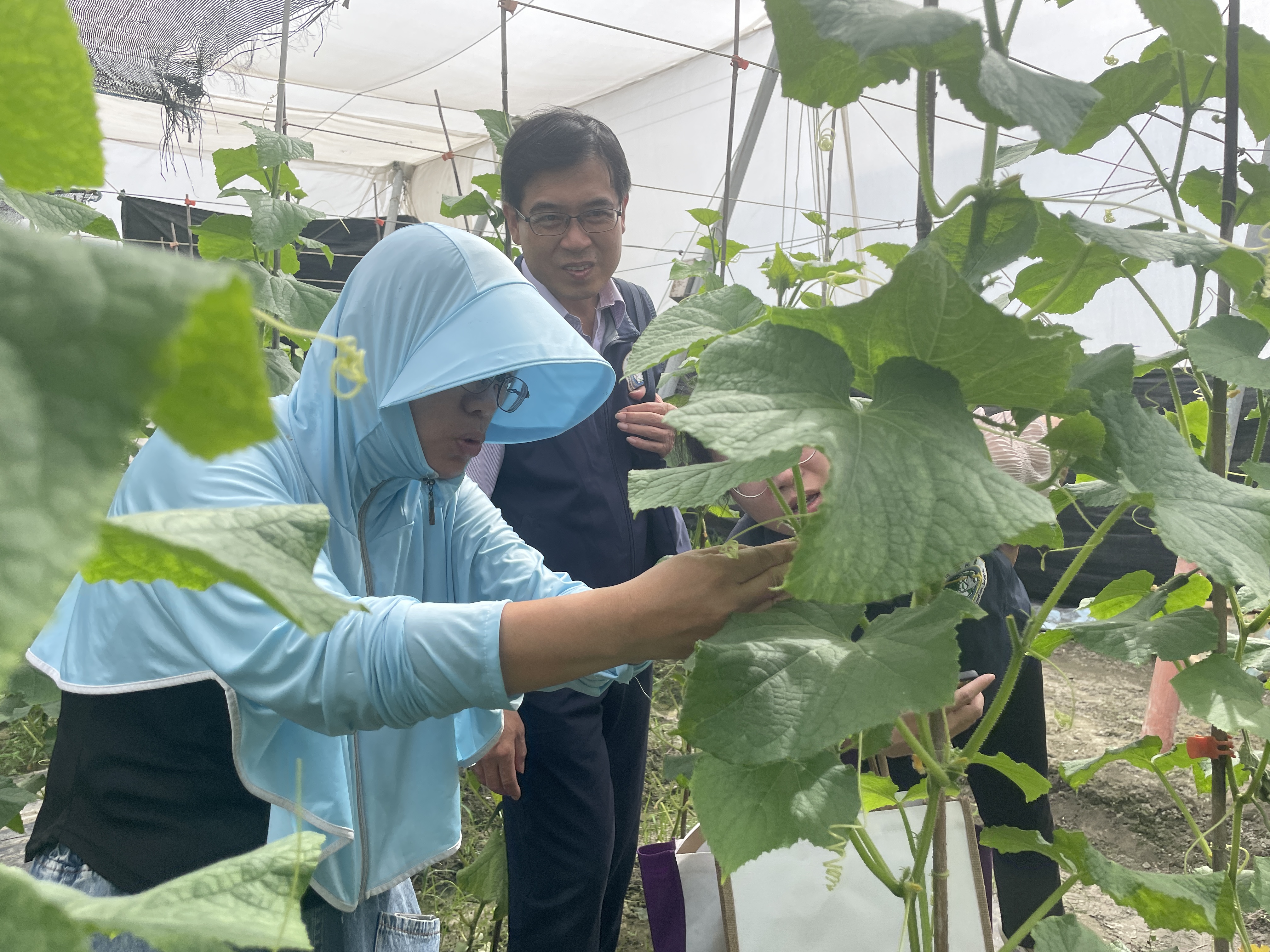 關碧蓉用雙手細心呵護每一株小黃瓜。